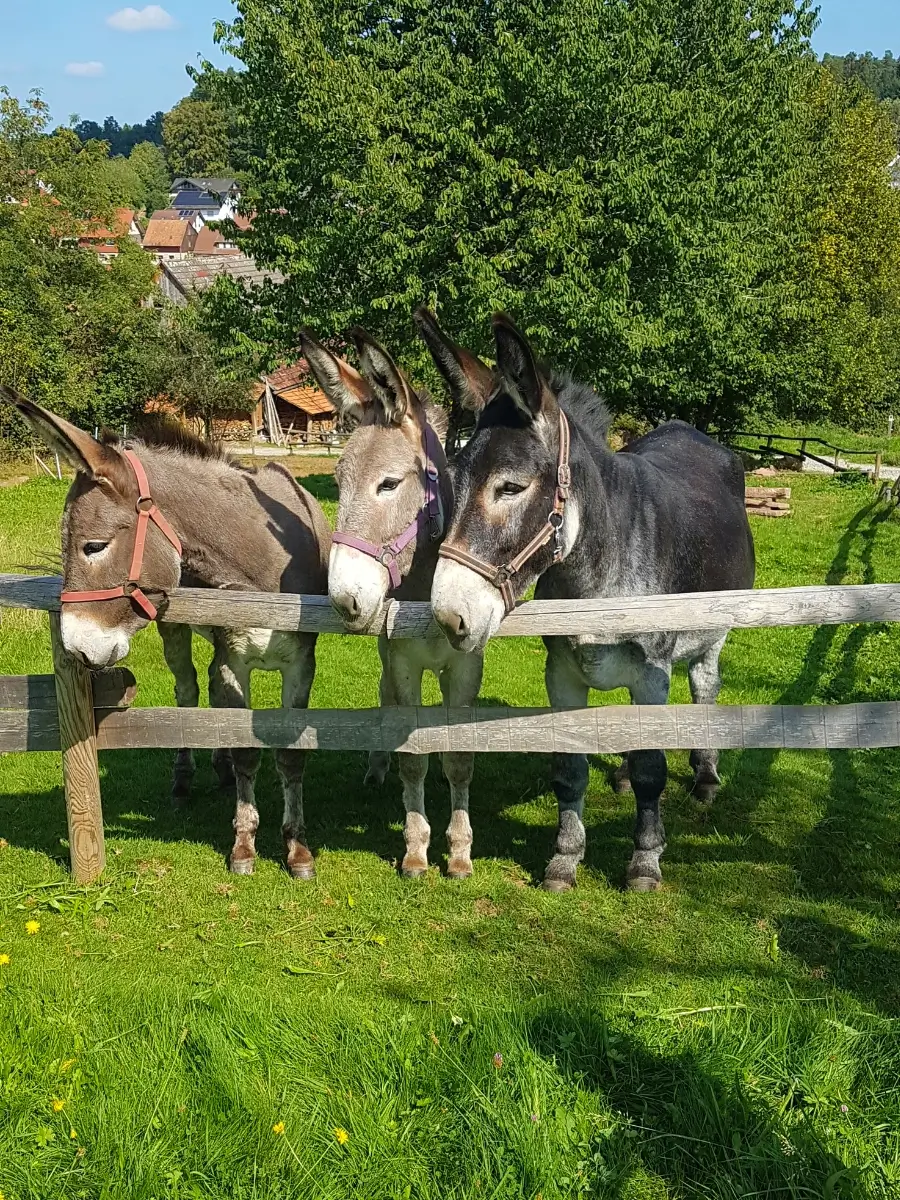 Three donkeys in a grassfield