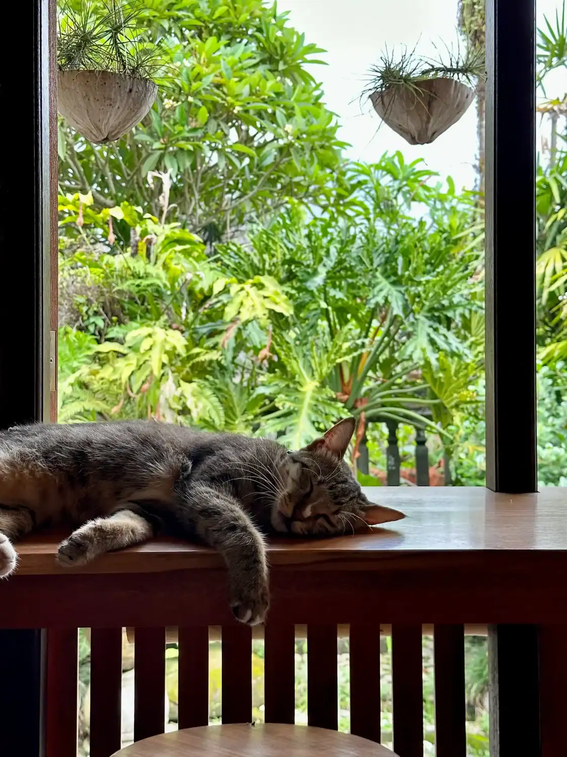 A relaxed cat sleeps on a wooden table in a tropical café setting, capturing the essence of soulful travel in Bali.