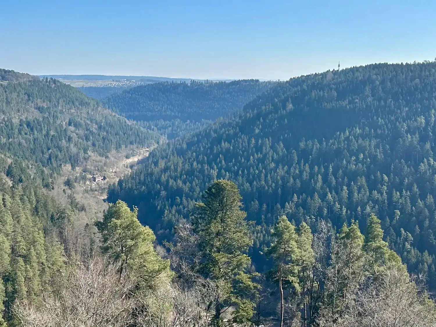 A vast expanse of the Black Forest in Germany, with densely packed evergreen trees covering rolling hills under a clear blue sky.
