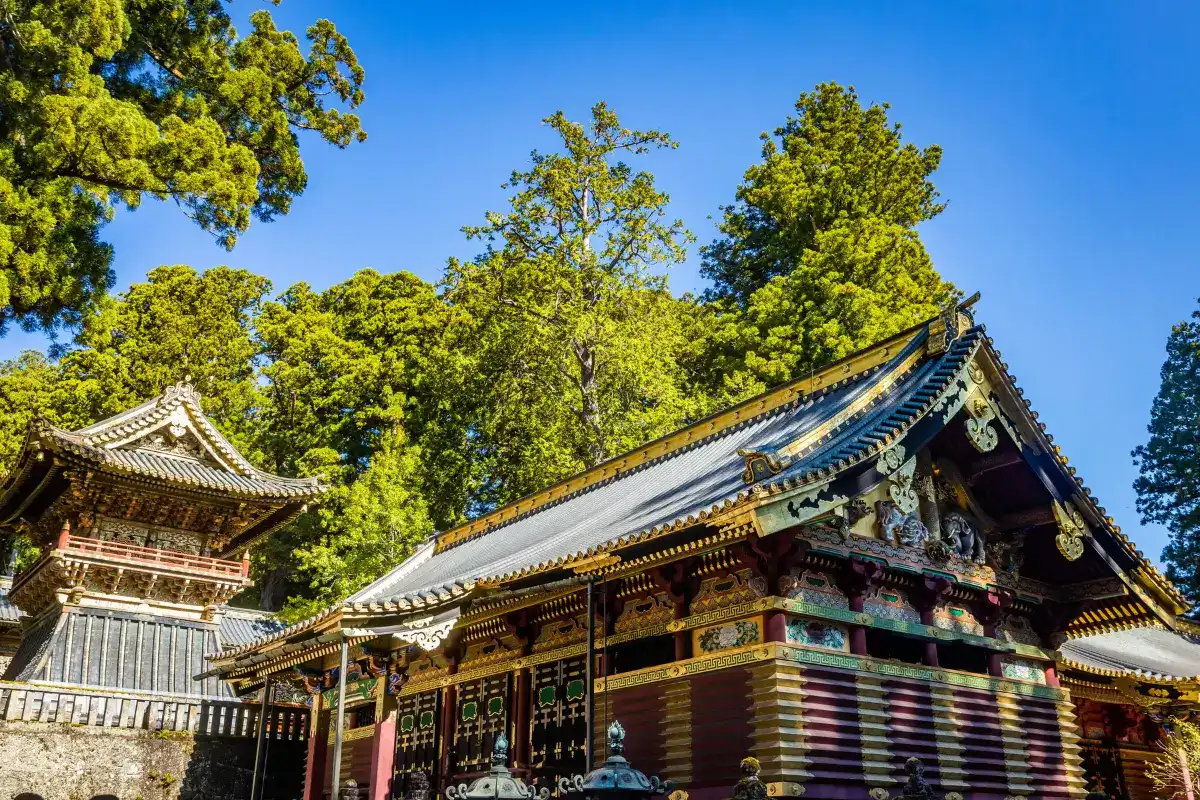 A richly decorated traditional Japanese temple with intricate gold and wood carvings stands surrounded by tall green cedar trees under a clear blue sky.