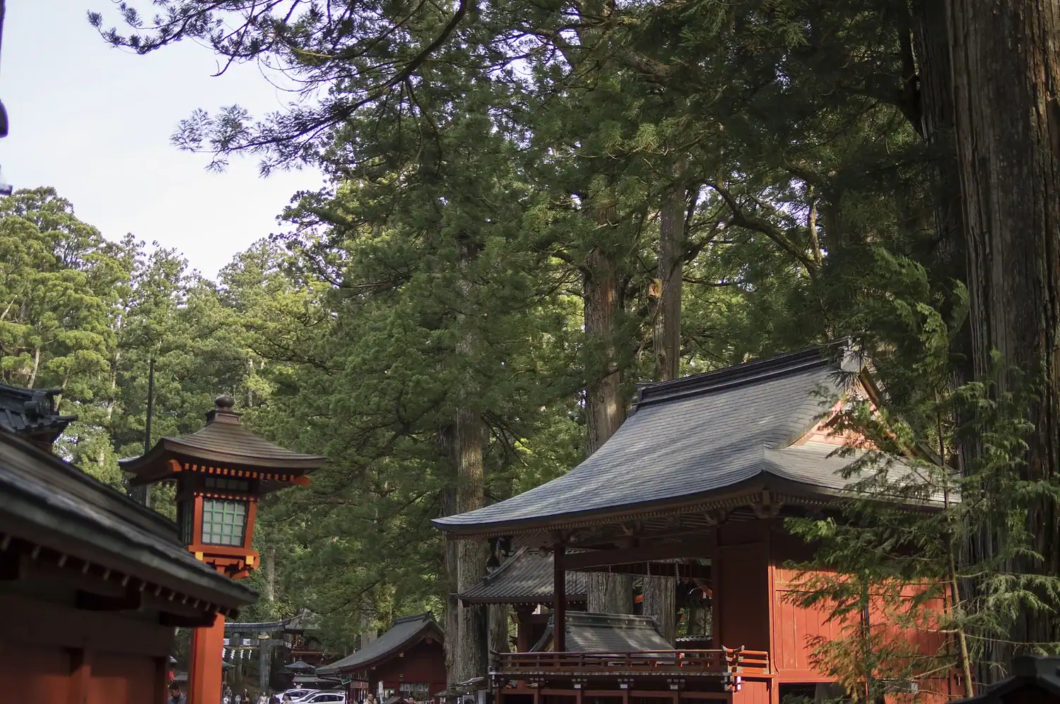 Red wooden shrine buildings of Toshogu Shrine framed by towering ancient cedar trees in Nikko's forest, one of the best day trips from Tokyo