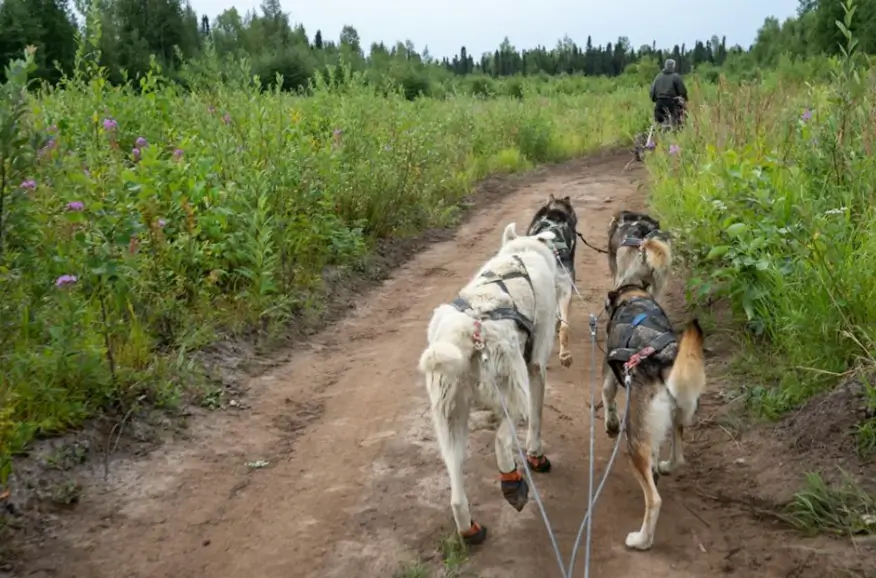 A pair of Iditarod huskies run along a dirt trail surrounded by green summer brush in Talkeetna, Alaska.