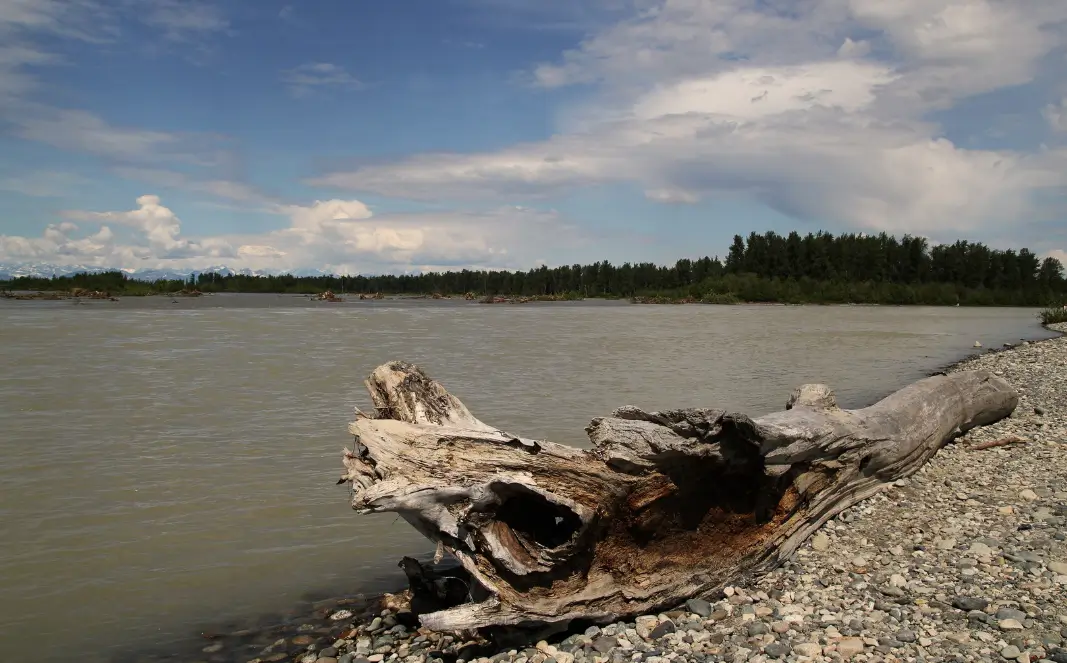 A piece of driftwood rests along the rocky shore of the Talkeetna River under a partly cloudy summer sky.