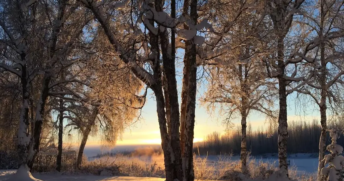 Snow-covered trees overlooking a frosty landscape at sunrise near Backwoods Cabins, a budget-friendly option for travelers who want to know where to stay in Talkeetna, Alaska.