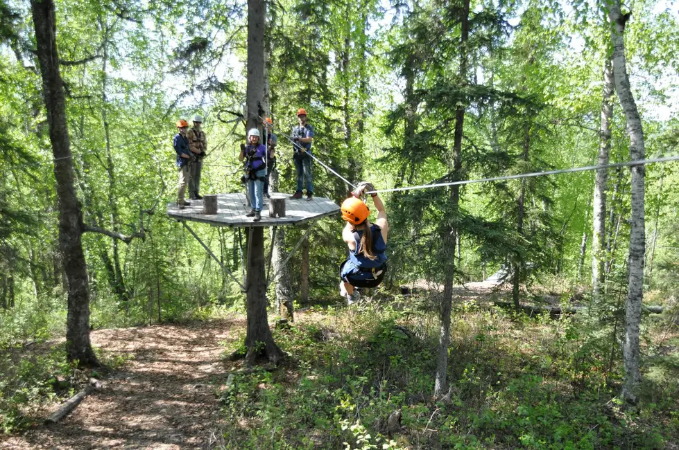 A person ziplining through tall birch and spruce trees at Denali Zipline Tours in Talkeetna.