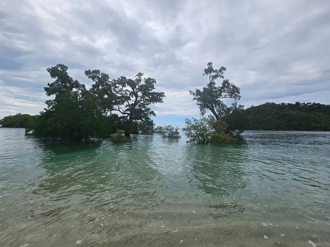 A close-up of the sea in Once Islas, where the waters are tinged green and tall aquatic plants could be seen in the distance. 