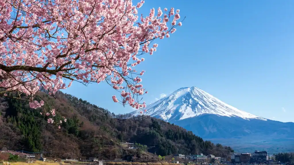 Cherry blossoms in full bloom with Mount Fuji in the background under a clear blue sky. Best and Worst Time to Visit Japan