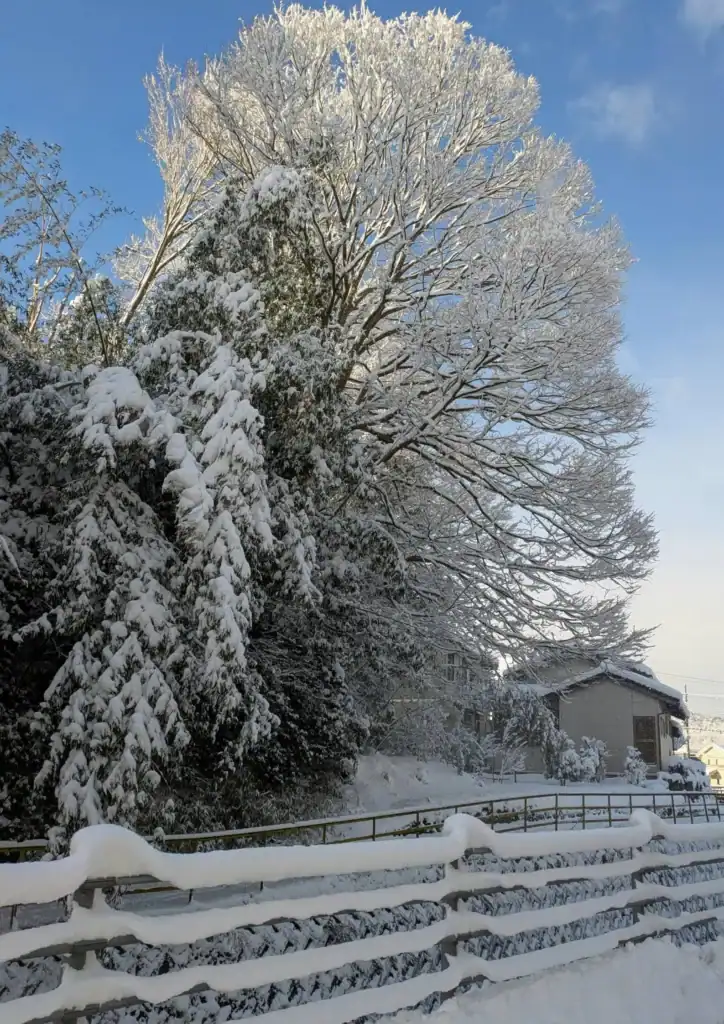 Japan packing list winter example showing snow-covered trees and a quiet residential street, highlighting typical winter conditions travelers should prepare for.