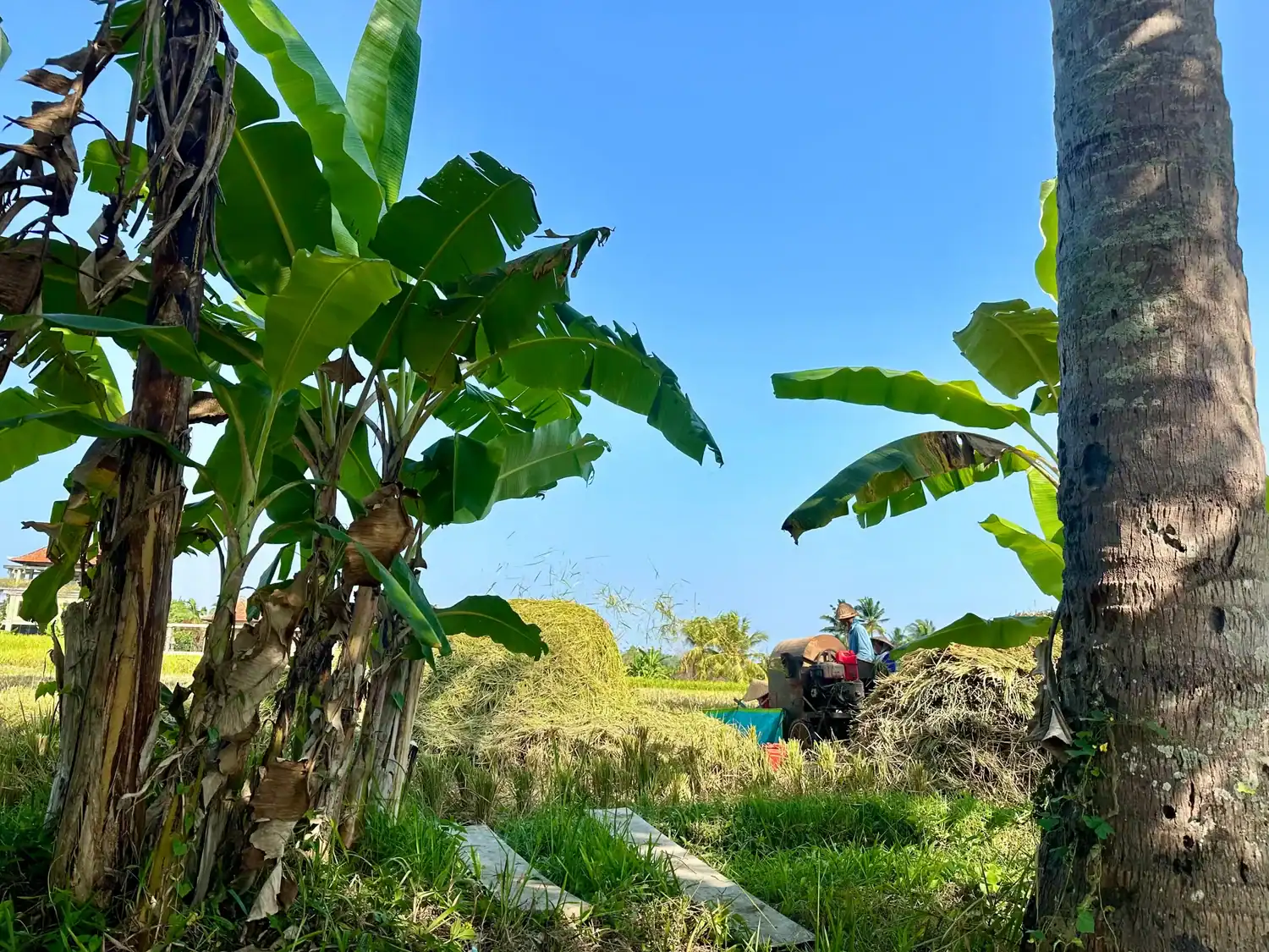 Local farmers working in Subak Juwuk Manis rice fields