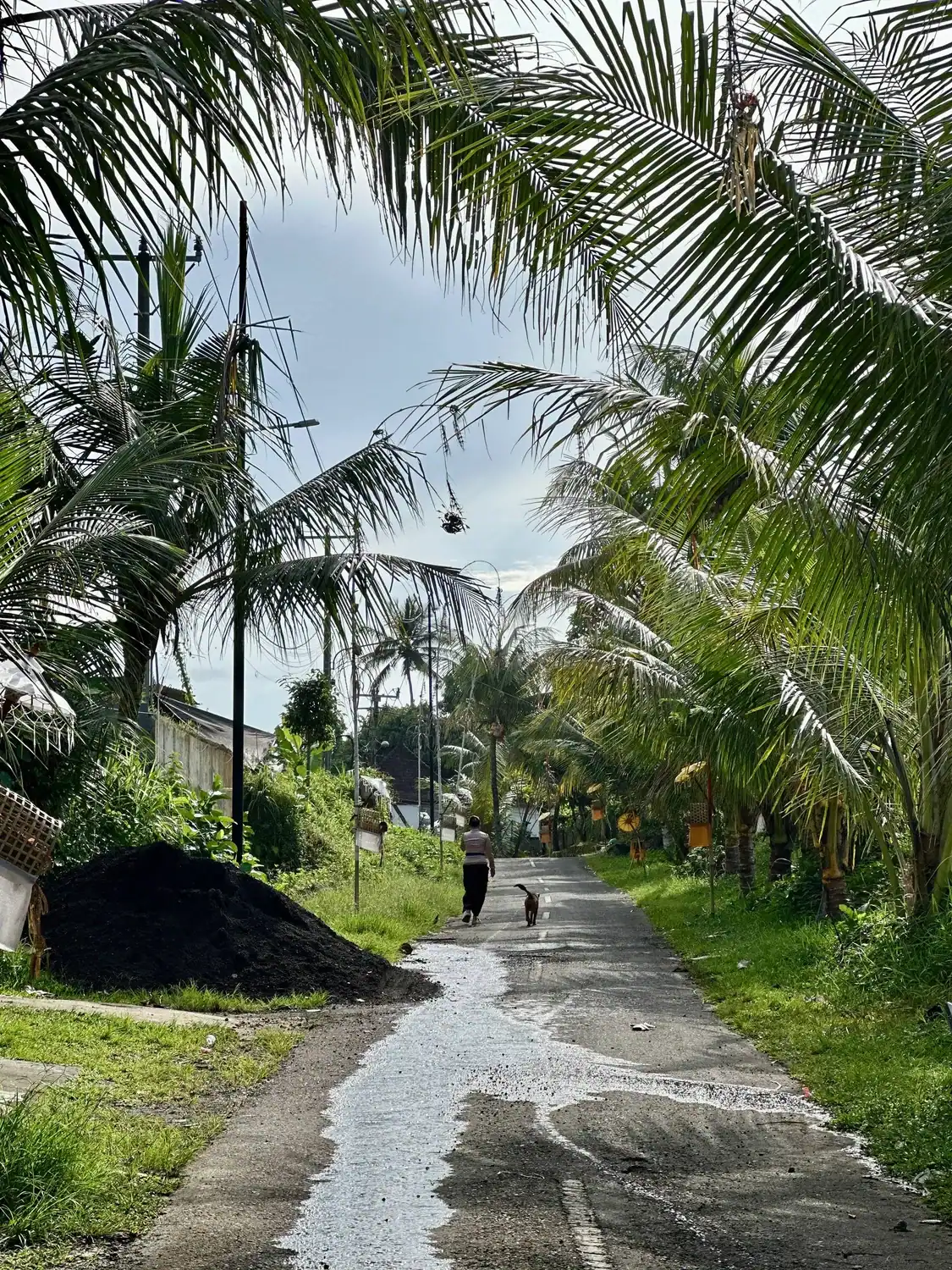 Quiet village road lined with palm trees in Pejeng near Ubud