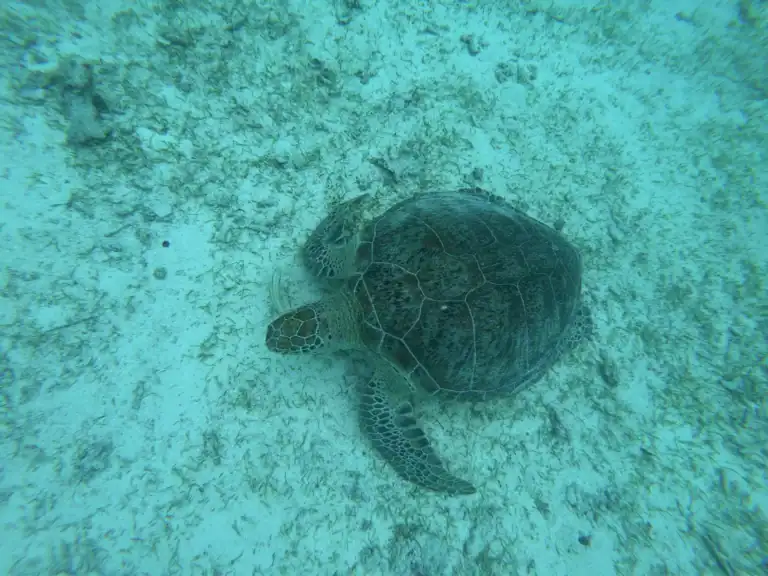 A sea turtle rests over pale sand and seagrass in clear turquoise water. Snorkeling with sea turtles is one of the memorable things to do in Bohol.