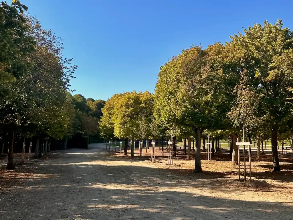 Tree-lined dirt path in a peaceful park near Paris under a clear blue sky.