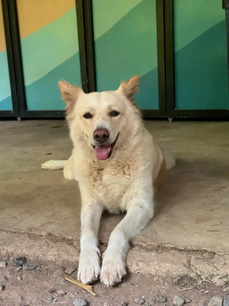 Volunteer in Thailand and support animal welfare projects while caring for a friendly rescue dog resting outside a community center.