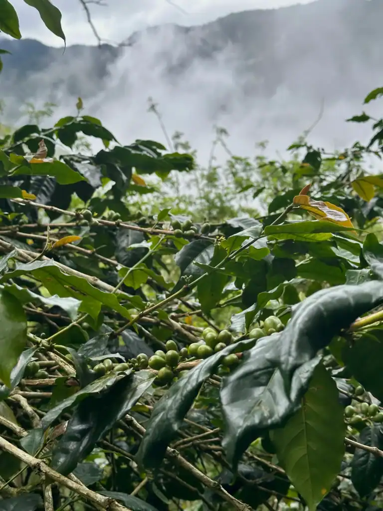 Clusters of unripe coffee cherries growing on branches with misty mountains in the background at an organic coffee farm in Bali.