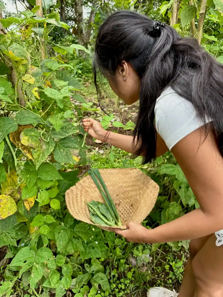 Volunteer harvesting fresh green beans from a vegetable garden with a woven basket at a family-run organic farm in Bali.