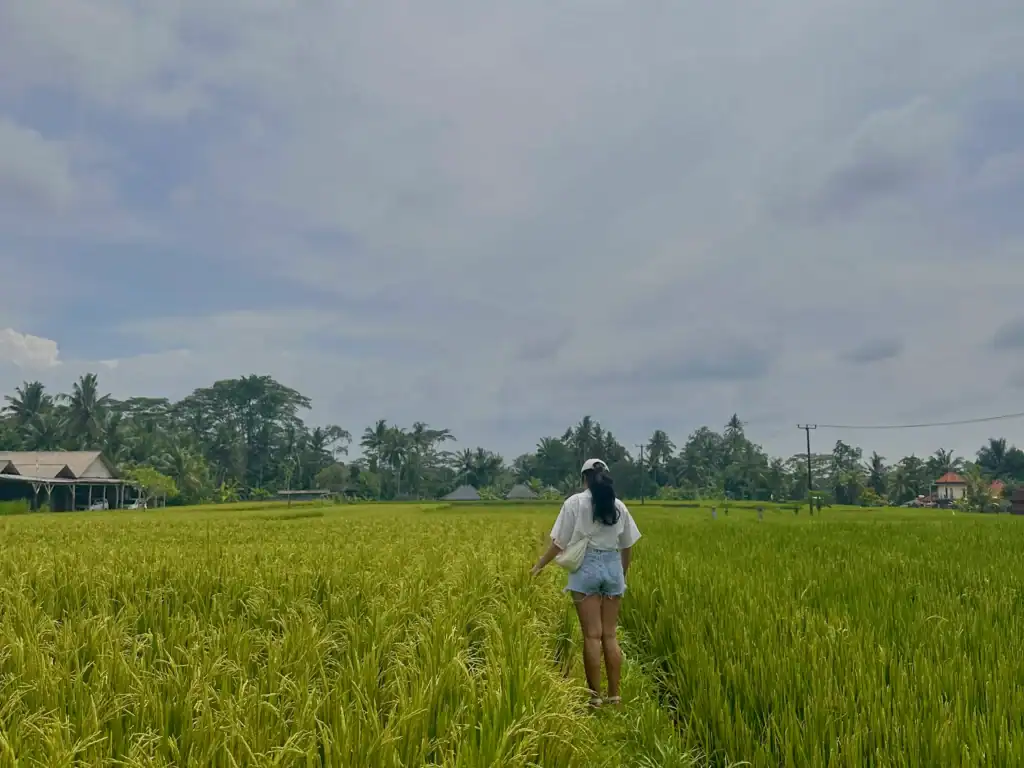 Woman walking through lush green rice fields in rural Bali beneath a cloudy sky while experiencing everyday life during a volunteer in Bali program.