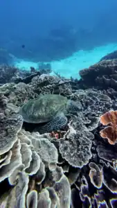 Green sea turtle resting among vibrant coral formations in the clear waters off Nusa Penida during a marine conservation volunteer project in Bali.