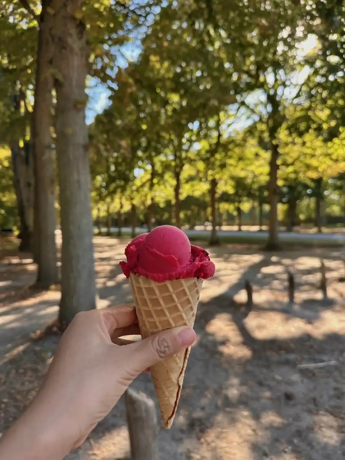 Hand holding a bright raspberry sorbet cone in a shaded park in Versailles.