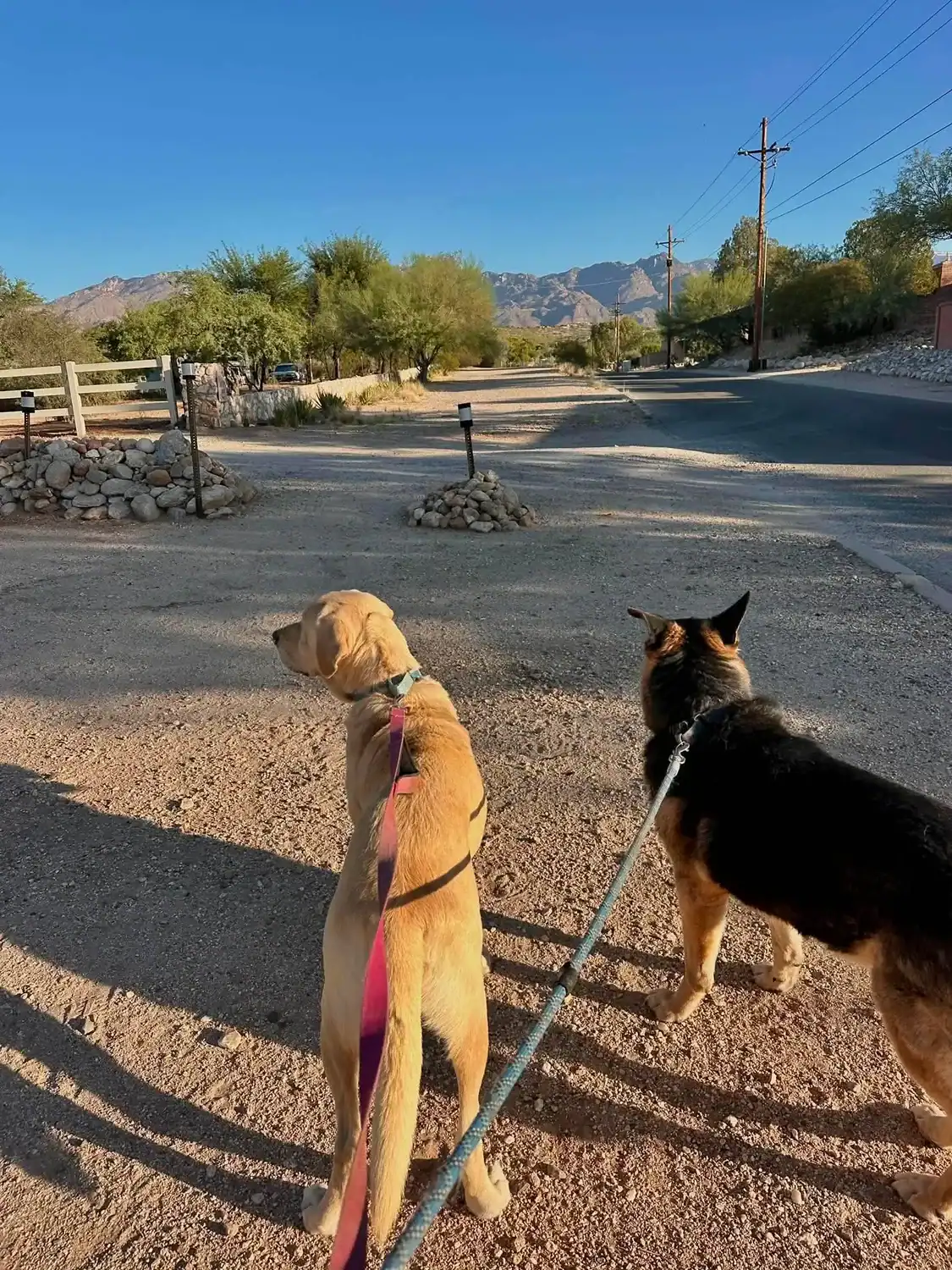 Two dogs on leashes during a morning walk along a quiet road with mountain views.