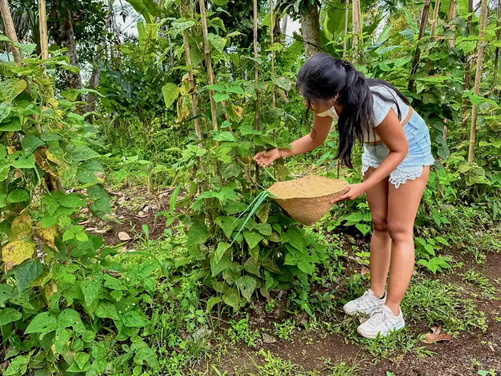 Volunteer in Thailand by working on an organic farm, harvesting fresh vegetables in a lush tropical garden surrounded by native plants.