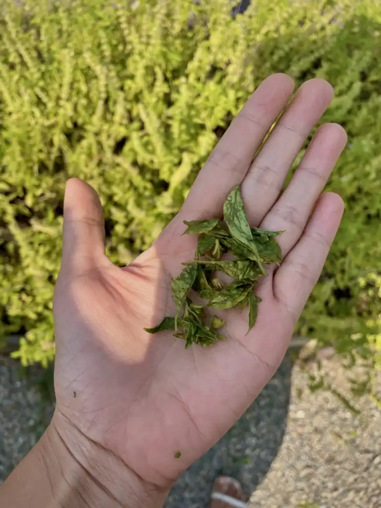 Fresh Thai basil picked from the garden during a Chiang Mai cooking class, showcasing one of the essential herbs used in authentic Thai cuisine.
