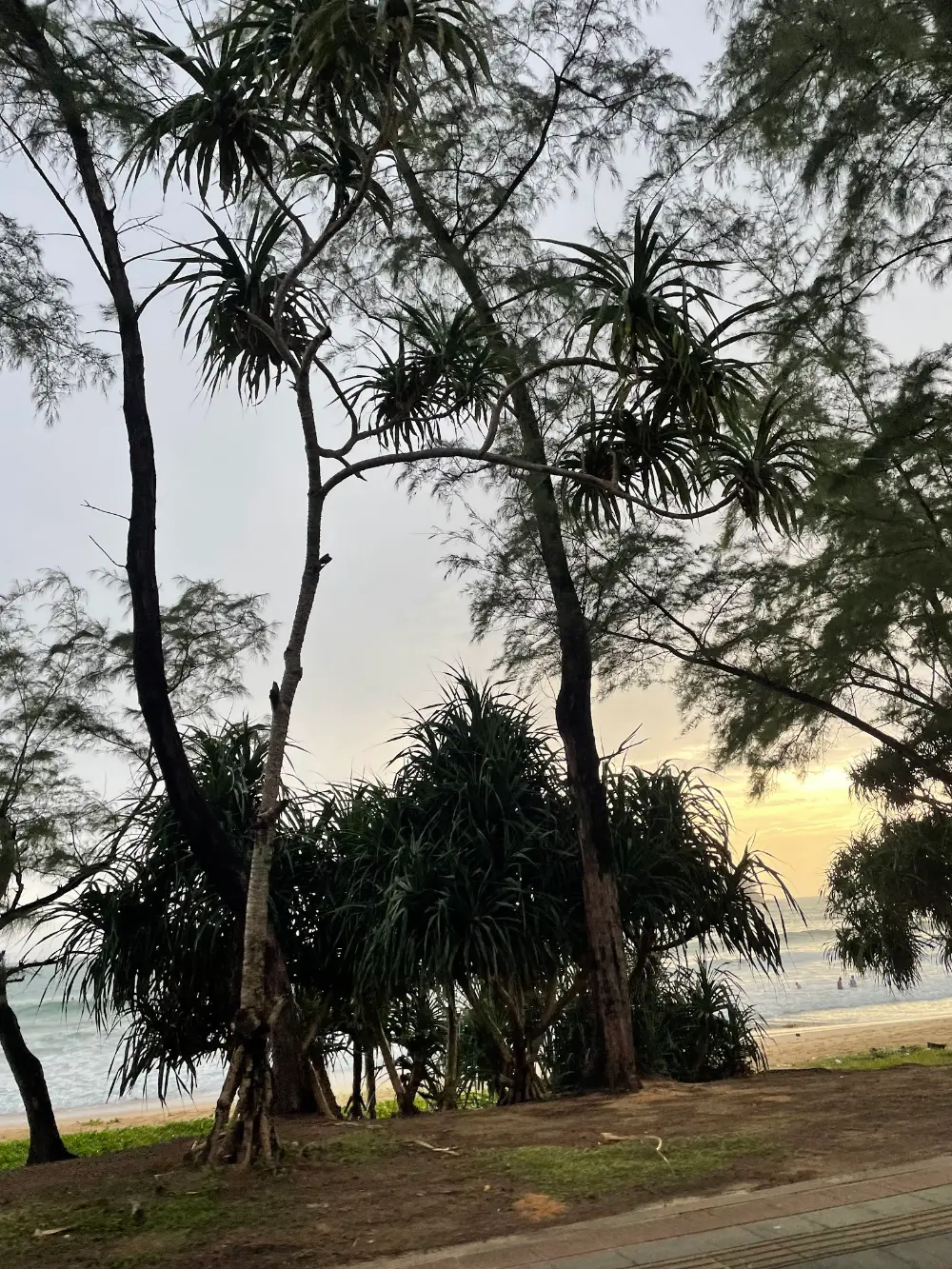 Pandanus trees and a quiet stretch of Karon Beach in Phuket at dusk