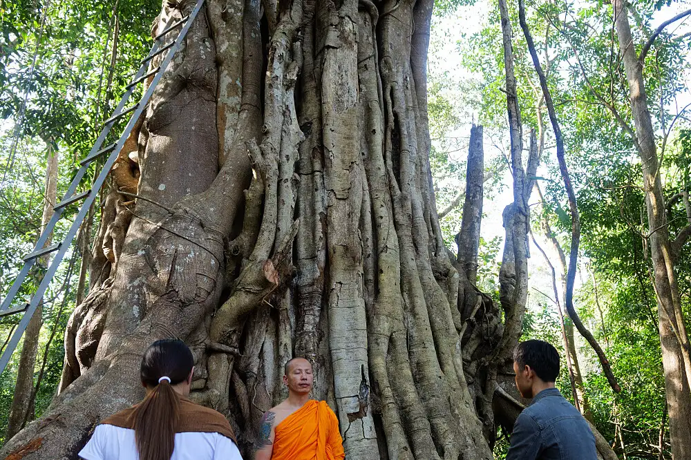 A monk in an orange robe stands with two visitors beneath a huge old tree at a forest wellness retreat in Thailand
